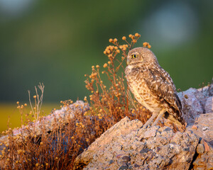 Owl perched on a rock