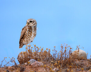 A little owl in the desert of Arizona. 
