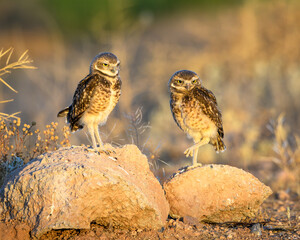 A pair of Burrowing Owls in the Arizona desert