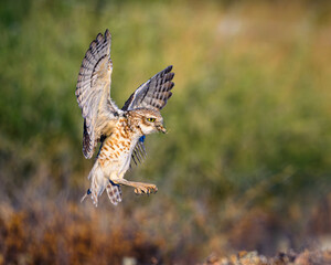 An owl bringing a meal back to its nest. 