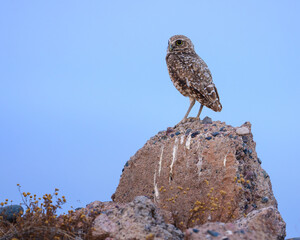 Burrowing owl perched on a rock in the Arizona desert.