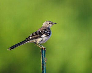 bird perched with a green background.