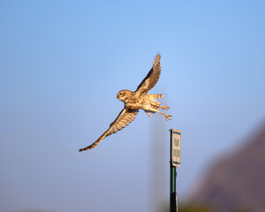 an owl takes flight off its perch