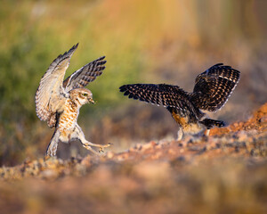Burrowing owl bringing food to her chick