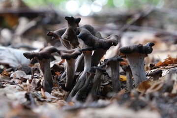 Group of late autumn mushrooms Craterellus cornucopioides (horn of plenty, black chanterelle, trompette de la mort) is growing in forest among dry leaves. © Iwona