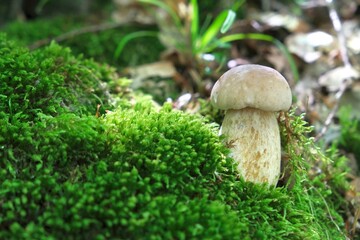 The mushroom Boletus edulis, also known as  penny bun, cep, porcino or porcini in forest. Edible and very tasty. 
