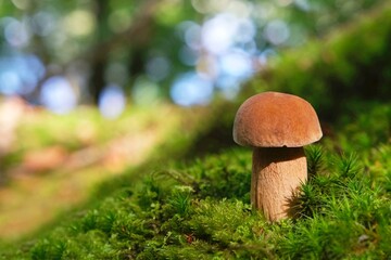 The mushroom Boletus edulis, also known as  penny bun, cep, porcino or porcini in forest. Edible and very tasty. 