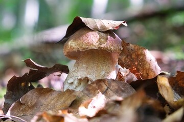 The mushroom Boletus edulis, also known as  penny bun, cep, porcino or porcini in forest. Edible and very tasty. 