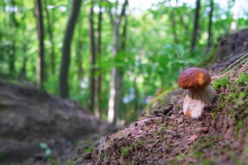 The mushroom Boletus edulis, also known as  penny bun, cep, porcino or porcini in forest. Edible and very tasty. 