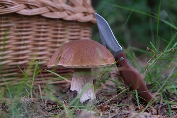 The mushroom Boletus edulis, also known as  penny bun, cep, porcino or porcini. Edible and very tasty. A pocket knife in the ground. And wicker basket for mushrooms in background.