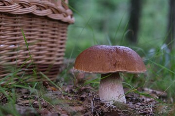 The mushroom Boletus edulis, also known as  penny bun, cep, porcino or porcini. Edible and very tasty. And wicker basket for mushrooms next to it.