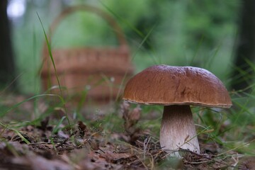 The mushroom Boletus edulis, also known as  penny bun, cep, porcino or porcini. Edible and very tasty. And wicker basket for mushrooms next to it.