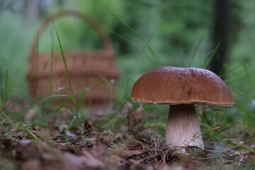 The mushroom Boletus edulis, also known as  penny bun, cep, porcino or porcini. Edible and very tasty. And wicker basket for mushrooms next to it.