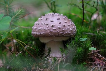Forest mushrooms - poisonous mushroom young Amanita pantherina