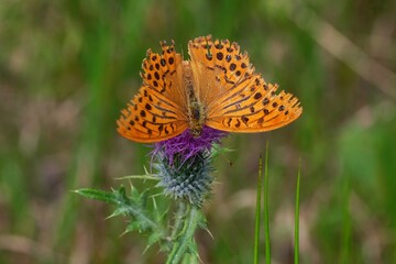 Butterfly Argynnis Paphia sitting on flower.