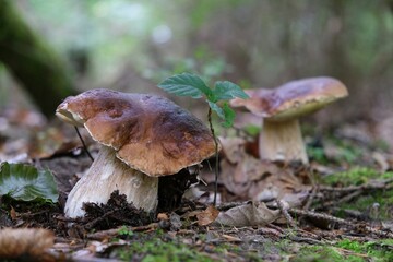 The mushroom Boletus edulis, also known as  penny bun, cep, porcino or porcini in forest. Edible and very tasty. 