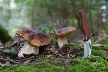 The mushroom Boletus edulis, also known as  penny bun, cep, porcino or porcini. Edible and very tasty. A pocket knife in the ground. 