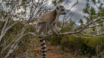 Cute ring-tailed lemur catta is sitting on a tree, holding onto a branch with his paws. Fluffy beige fur, long striped tail, bright orange eyes, attentive gaze. Side view. Madagascar. Nosy Soa Park