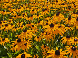 Botanical nature background of the vast expanse of yellow Rudbeckia flowers in bloom.