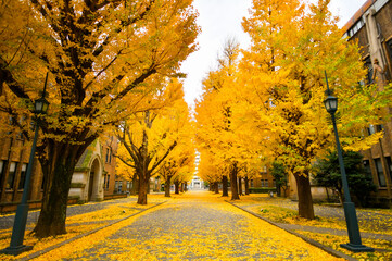 Fototapeta premium Ginkgo tree in Japan in autumn, Tokyo yellow ginkgo tree tunnel, Famous attraction in November