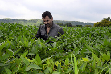 Farmer removing weeds from soybean field, view of green soybean plants