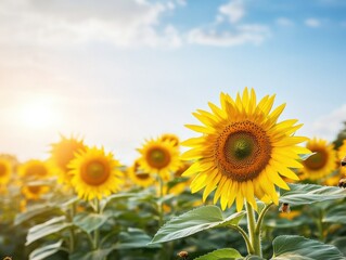 Vibrant sunflower field under a sunny sky, showcasing nature's beauty and warmth, ideal for uplifting and cheerful themes.