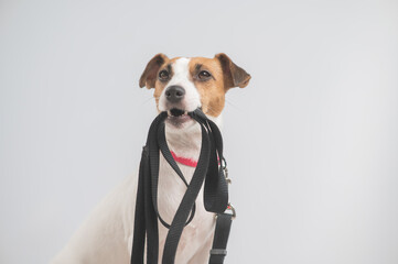 Jack Russell Terrier dog holding a leash and calling for a walk. 