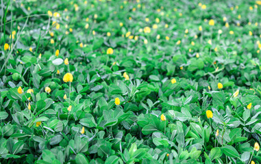 selective focus garden filled with leaves and yellow flowers or small yellow flower meadow, outdoor during the day