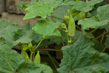 Young okra plant growing in the garden.