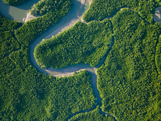 Green background of Aerial view drone shot Forest trees nature environment background