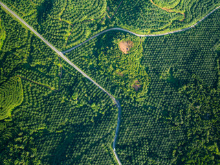 Green background of Aerial view drone shot Forest trees nature environment background