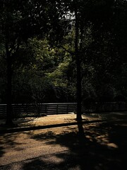 sunset in the park with shadow