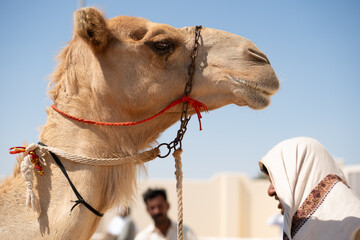 Racing Camel & Man, Doha Qatar