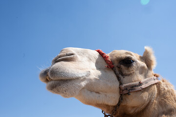 Fototapeta premium Looking Up At Camel, Doha Qatar