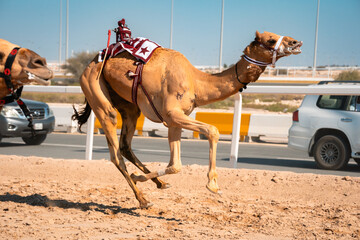 Slobbery Racing Camel With Robot Jockey
