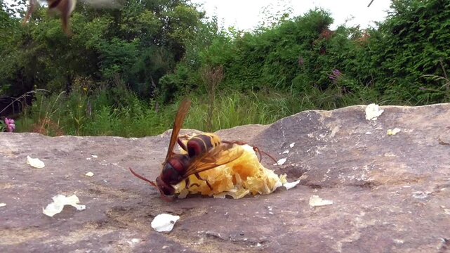 Hornissen (Vespa cabro) und Honigbienen