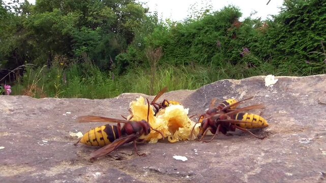 Hornissen (Vespa cabro) und Honigbienen
