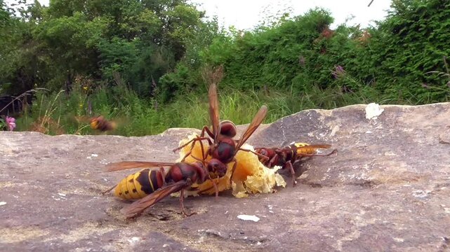 Hornissen (Vespa cabro) und Honigbienen