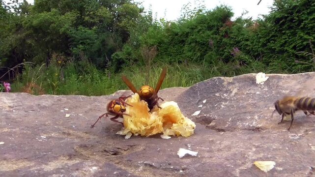 Hornissen (Vespa cabro) und Honigbienen