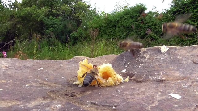 Hornissen (Vespa cabro) und Honigbienen