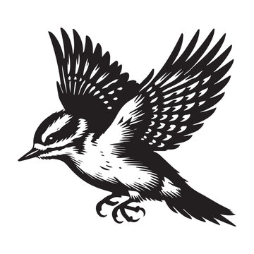 recommend clip art: Downy woodpecker silhouette, Woodpecker  Bird Clipart, Downy Woodpecker in mid swoop illustration in black and white