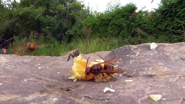 Hornissen (Vespa cabro) und Honigbienen
