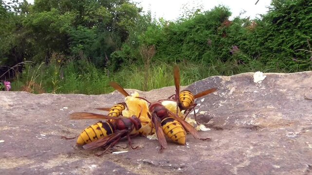 Hornissen (Vespa cabro) und Honigbienen