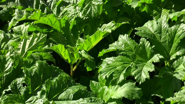 Borschivik (Heracleum) is plant of umbrella family against background of green grass. Large beautiful green leaf covers everything growing under it. 
