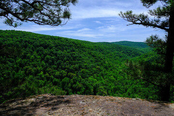 trees in the mountains