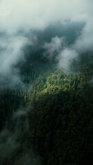 Aerial view of a dense pine forest shrouded in darkness, with a single sunbeam illuminating a small, vibrant patch of greenery amidst the shadows