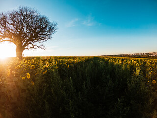 sunset over the field