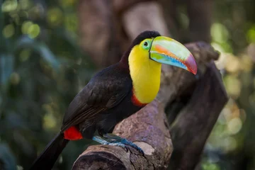 toucan on a branch