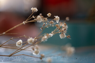 flores blancas de nube con fondo  desenfocado