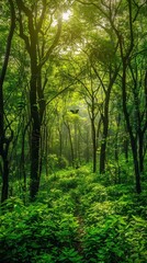 Obraz premium A serene forest path surrounded by vibrant greenery and dappled sunlight